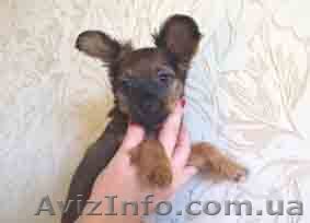 Той-терьера длинношерстного     щенок - <ro>Изображение</ro><ru>Изображение</ru> #1, <ru>Объявление</ru> #1185585