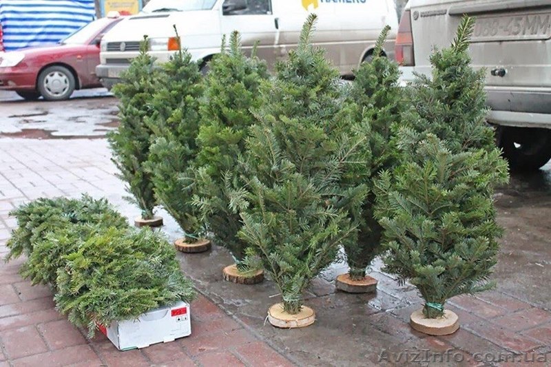 Продажа новогодней сосны. Опт. - <ro>Изображение</ro><ru>Изображение</ru> #1, <ru>Объявление</ru> #1185931
