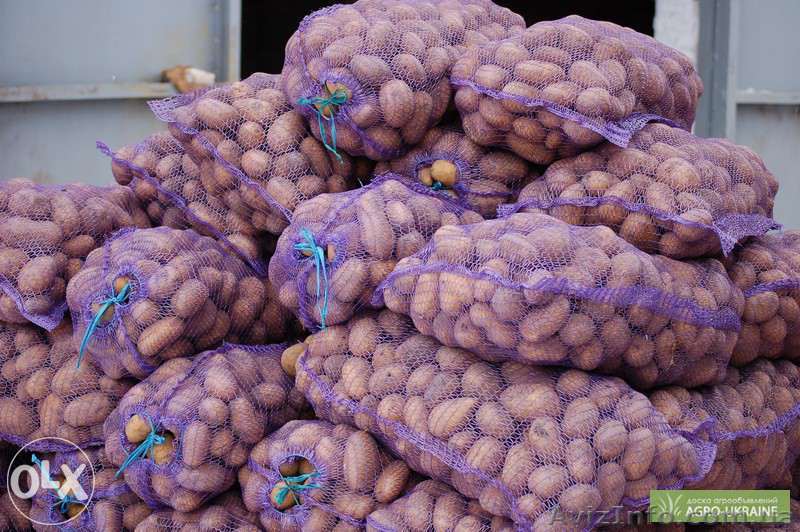 Домашняя картошка из Сумм, без хим добавок!!! - <ro>Изображение</ro><ru>Изображение</ru> #1, <ru>Объявление</ru> #1216081