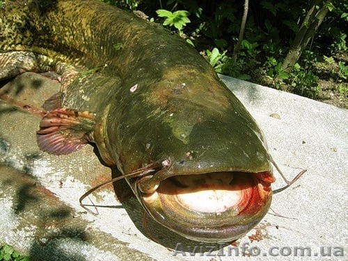 ДОМ В ПОДГОРОДНОМ СО СВОИМ ВЫХОДОМ К РЕКЕ!!! - <ro>Изображение</ro><ru>Изображение</ru> #1, <ru>Объявление</ru> #1212211