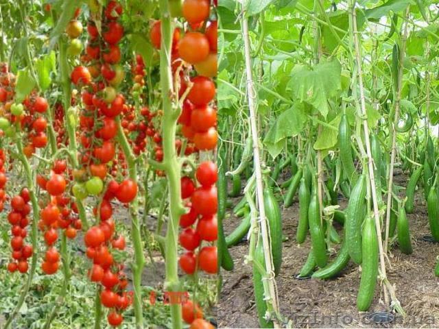Продам Огурец и Помидор - <ro>Изображение</ro><ru>Изображение</ru> #1, <ru>Объявление</ru> #1222008