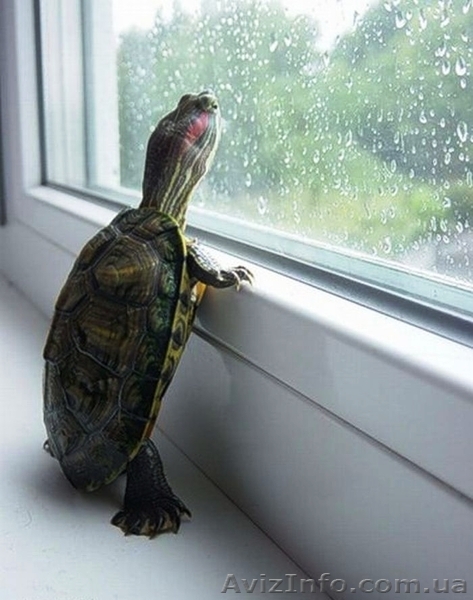 обшивка балконов, рамы, окна, жалюзи, м/сетки - <ro>Изображение</ro><ru>Изображение</ru> #1, <ru>Объявление</ru> #1239295