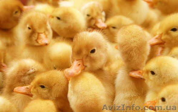 Продажа суточных утят, бройлерной породы кросс "Медео - <ro>Изображение</ro><ru>Изображение</ru> #1, <ru>Объявление</ru> #1258592