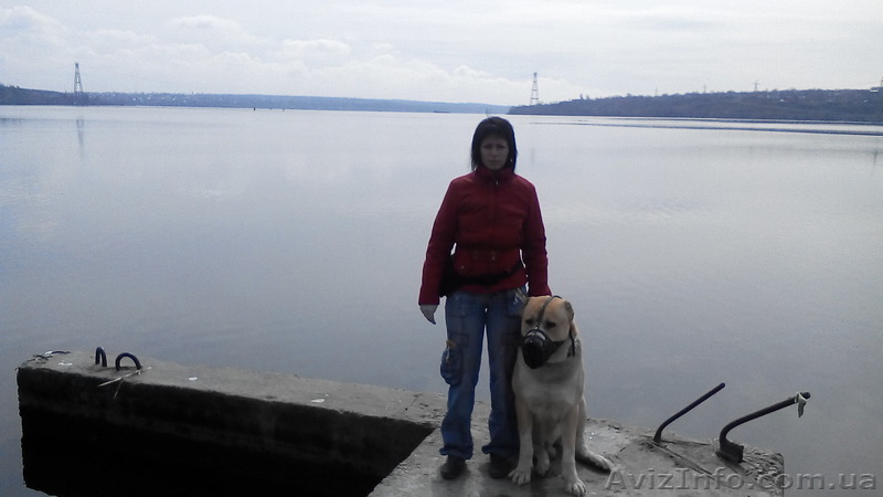 Дрессировка собак и обучение собак - <ro>Изображение</ro><ru>Изображение</ru> #1, <ru>Объявление</ru> #1270202