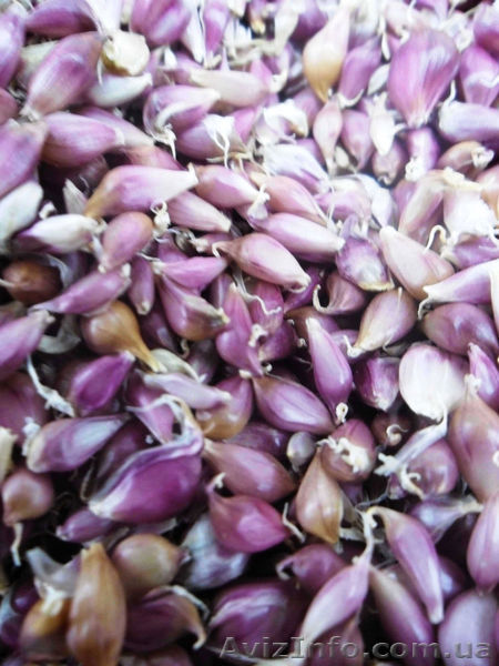 Продам чеснок в городе Кривой Рог - <ro>Изображение</ro><ru>Изображение</ru> #1, <ru>Объявление</ru> #1267314