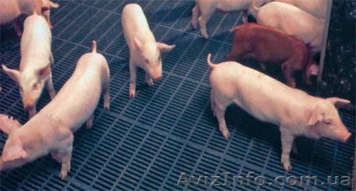 Продам пластиковые щелевые полы из пластика - <ro>Изображение</ro><ru>Изображение</ru> #1, <ru>Объявление</ru> #1290423