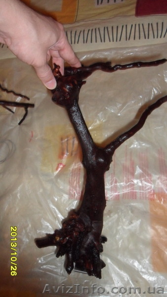 Коряги, корень винограда, подготовленные, тонущие.  - <ro>Изображение</ro><ru>Изображение</ru> #1, <ru>Объявление</ru> #1100468