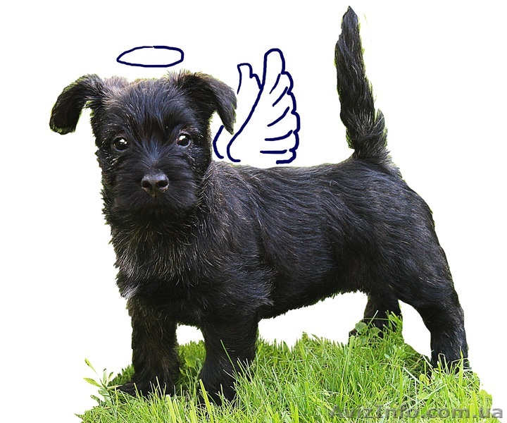 Керн-терье щенки Чемпионы - <ro>Изображение</ro><ru>Изображение</ru> #1, <ru>Объявление</ru> #1284288