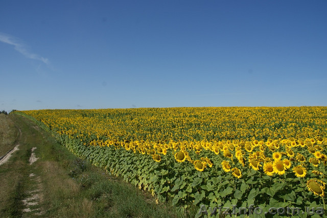 семена подсолнечника "Рими". Нови Сад. под Евролайтинг - <ro>Изображение</ro><ru>Изображение</ru> #1, <ru>Объявление</ru> #1314546