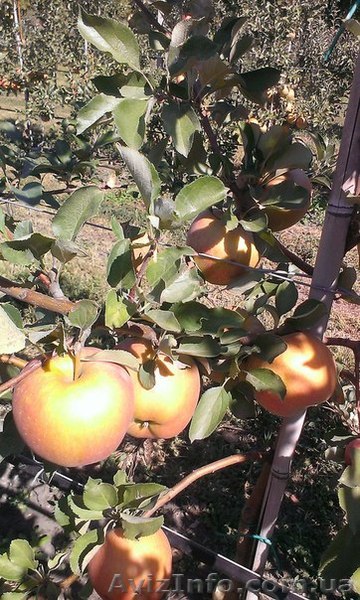 Продам яблоки с сада.Сорта Гала Маст,Гала Галакси,Чемпион,Голден Делишес,Ренет С - <ro>Изображение</ro><ru>Изображение</ru> #1, <ru>Объявление</ru> #1318508