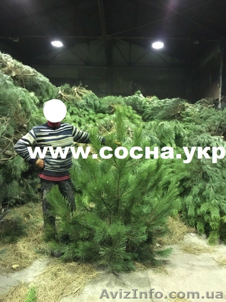 Новогодний бизнес: живые сосны оптом - <ro>Изображение</ro><ru>Изображение</ru> #1, <ru>Объявление</ru> #1337613