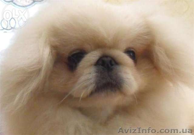 Щенки Карликового Пекинеса Пуховика - <ro>Изображение</ro><ru>Изображение</ru> #1, <ru>Объявление</ru> #1333969