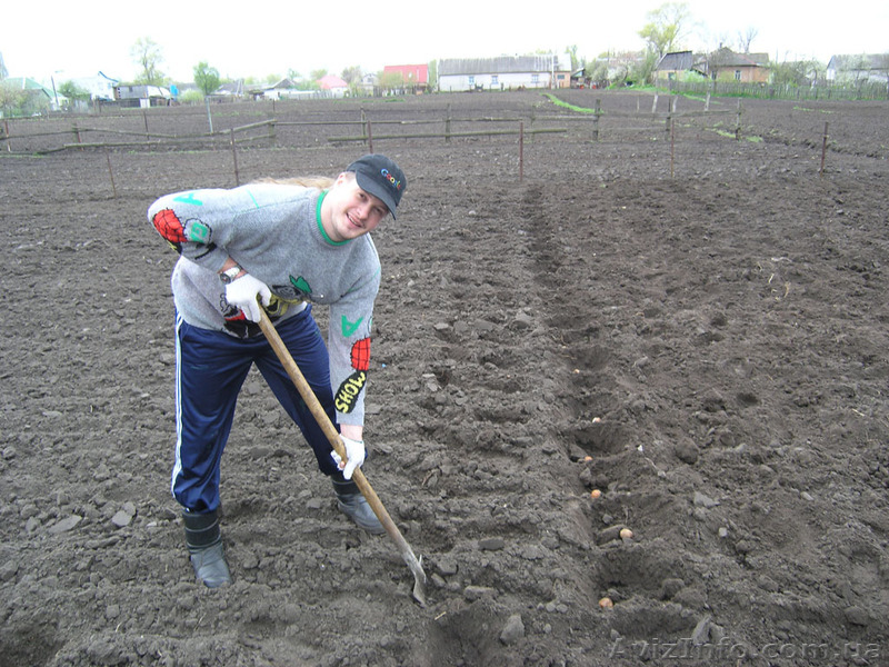 Копка огорода спил дерева покос травы - <ro>Изображение</ro><ru>Изображение</ru> #1, <ru>Объявление</ru> #1360516