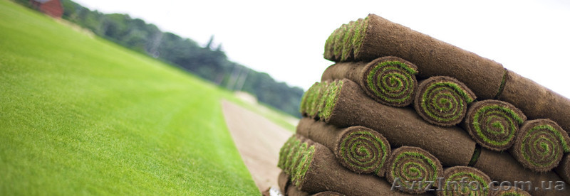 Посев газона; укладка рулонного газона - <ro>Изображение</ro><ru>Изображение</ru> #1, <ru>Объявление</ru> #1374822