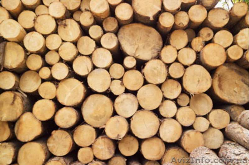 Лес –кругляк из хвойных пород дерева (пиловочник сосны) - <ro>Изображение</ro><ru>Изображение</ru> #1, <ru>Объявление</ru> #1394057