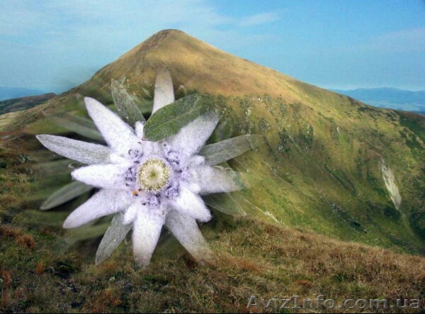 Услуги высококлассных юристов - <ro>Изображение</ro><ru>Изображение</ru> #1, <ru>Объявление</ru> #1416968