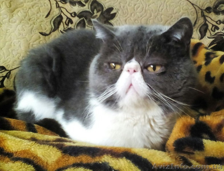 экзотический короткошерстный кот приглашает на вязку - <ro>Изображение</ro><ru>Изображение</ru> #1, <ru>Объявление</ru> #1442590