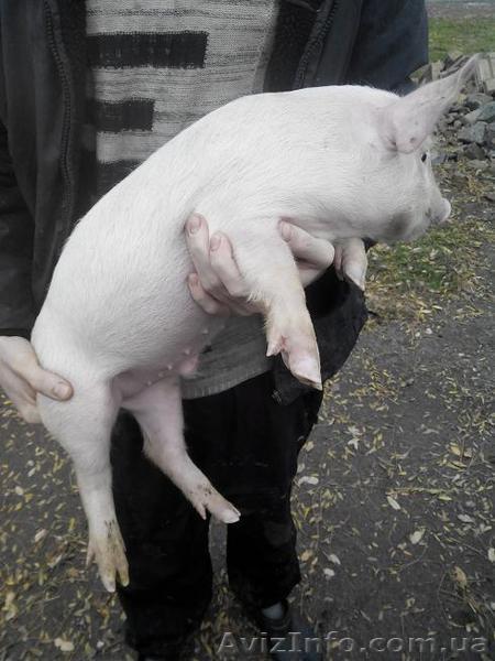 Поросята мясной породы Ландрас, Дюрок в любом количестве. - <ro>Изображение</ro><ru>Изображение</ru> #1, <ru>Объявление</ru> #1447475