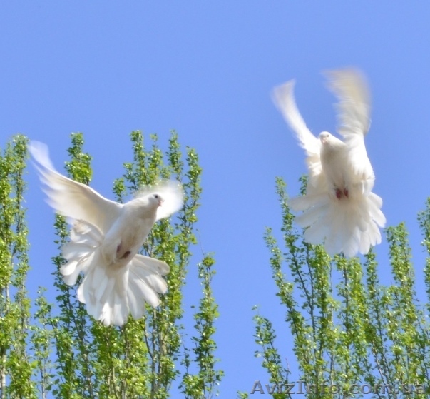 Голуби на свадьбу в Кривом Роге - <ro>Изображение</ro><ru>Изображение</ru> #1, <ru>Объявление</ru> #1472392