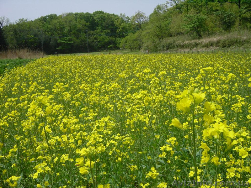 Реализуем Семена рапса, самого высокого качества по оптовой цене. - <ro>Изображение</ro><ru>Изображение</ru> #1, <ru>Объявление</ru> #1474363