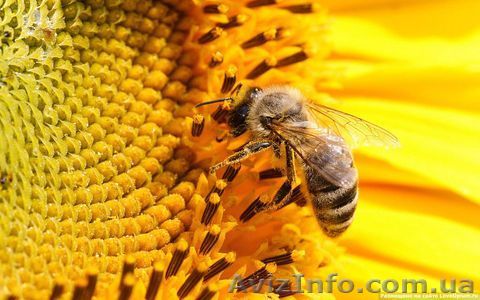 Семена подсолнечника Украинской и зарубежной селекции - <ro>Изображение</ro><ru>Изображение</ru> #1, <ru>Объявление</ru> #1512868