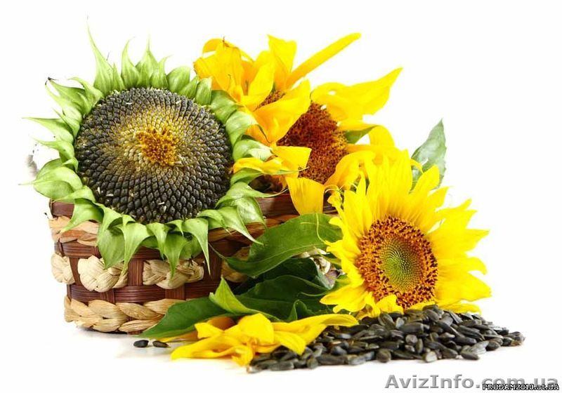 Закупаем подсолнух, отходы подсолнуха - <ro>Изображение</ro><ru>Изображение</ru> #1, <ru>Объявление</ru> #1519840