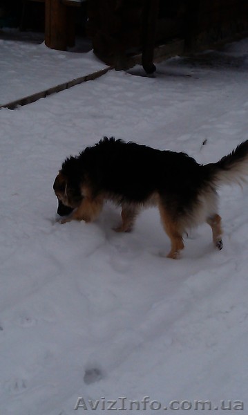 Отдам собаку (для двора) - <ro>Изображение</ro><ru>Изображение</ru> #1, <ru>Объявление</ru> #1524326