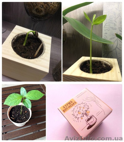 ЭкоКуб ЕкоКуб Украина ОПТ Дропшиппинг розница интересный подарок, вырасти цветок - <ro>Изображение</ro><ru>Изображение</ru> #1, <ru>Объявление</ru> #1533319