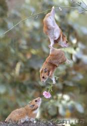 Страхование здоровья и жизни от несчастного случая - <ro>Изображение</ro><ru>Изображение</ru> #1, <ru>Объявление</ru> #1537410