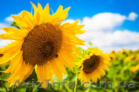 Посівний матеріал НЕО - <ro>Изображение</ro><ru>Изображение</ru> #1, <ru>Объявление</ru> #1547218