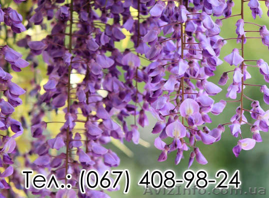 Акция на саженцы Глицинии Вистерии и Тюльпанового дерева - <ro>Изображение</ro><ru>Изображение</ru> #1, <ru>Объявление</ru> #1551503
