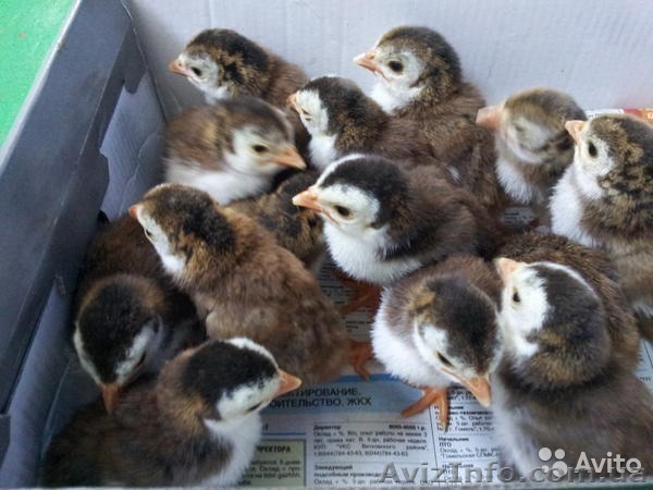 Продаю цыплята броллеры КОБ-500, РОСС-308 (с 27 апреля)= 17 гривен штука, и цыпл - <ro>Изображение</ro><ru>Изображение</ru> #1, <ru>Объявление</ru> #1554519