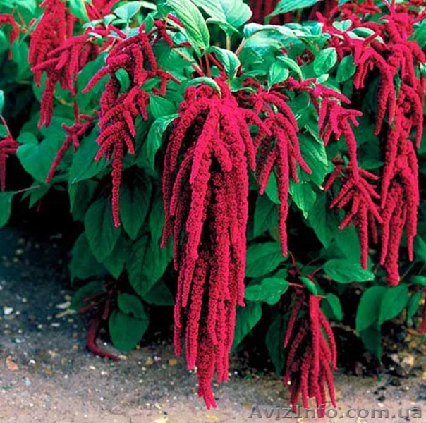 Сушеные листья амаранта, амарантовый фито-чай - <ro>Изображение</ro><ru>Изображение</ru> #1, <ru>Объявление</ru> #1575127