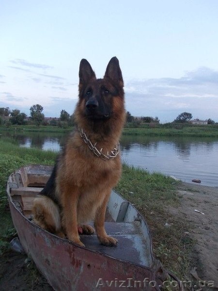 Кобель Немецкой овчарки приглашает суку на вязку. | Ищу невесту! Днепр - <ro>Изображение</ro><ru>Изображение</ru> #1, <ru>Объявление</ru> #1574943