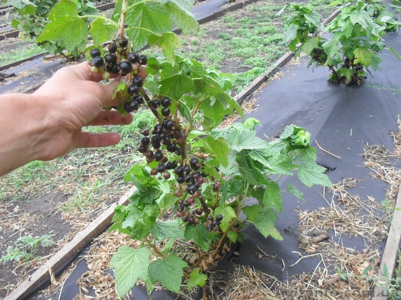 Продам саженцы черной смородины. Сорта: Юбилейная Копаня, Софиевская. - <ro>Изображение</ro><ru>Изображение</ru> #1, <ru>Объявление</ru> #1608370