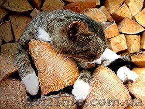 Дрова колотые в Днепре - <ro>Изображение</ro><ru>Изображение</ru> #1, <ru>Объявление</ru> #1610336