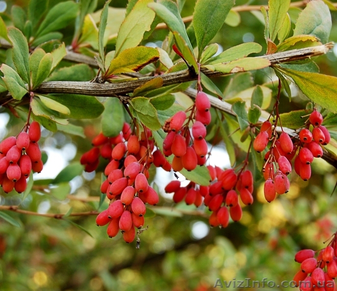 Продам саженцы барбариса - <ro>Изображение</ro><ru>Изображение</ru> #1, <ru>Объявление</ru> #1609395