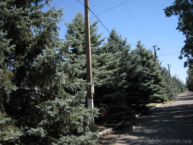 продам ель голубую,ель обыкновенную - <ro>Изображение</ro><ru>Изображение</ru> #1, <ru>Объявление</ru> #1629671