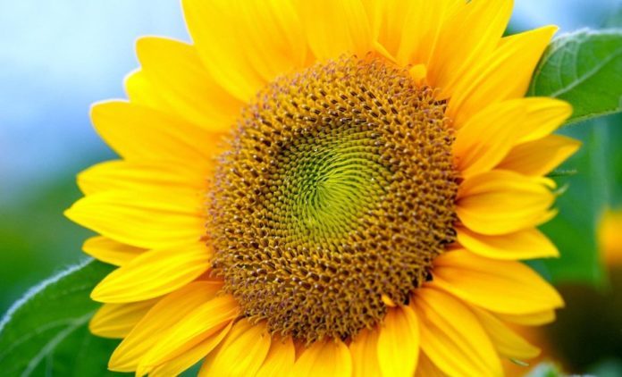 Пропонуємо гібрид Солтан SU  - <ro>Изображение</ro><ru>Изображение</ru> #1, <ru>Объявление</ru> #1646448