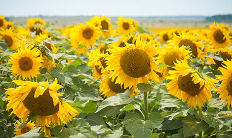 Толедо – насіння соняшнику толерантного до 50 г /га гранстару - <ro>Изображение</ro><ru>Изображение</ru> #1, <ru>Объявление</ru> #1646447