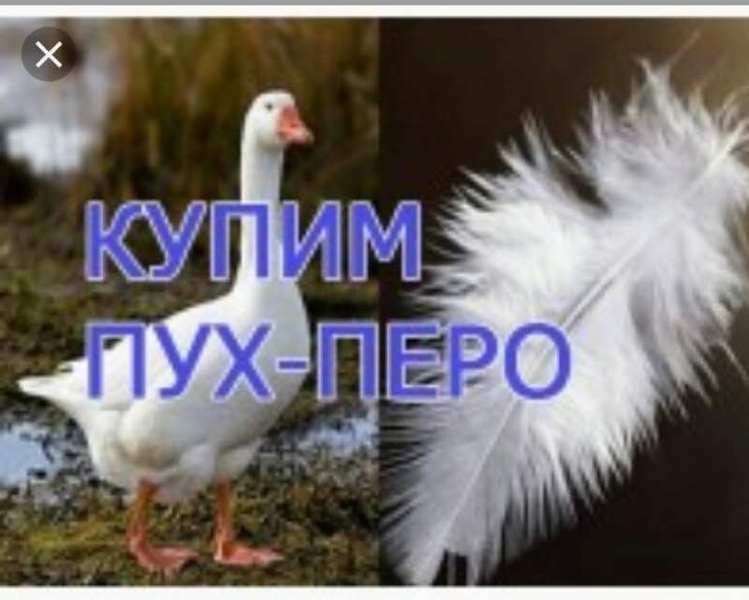 Куплю пух, перо, подушки, перины, пуховые одеяла (дорого) - <ro>Изображение</ro><ru>Изображение</ru> #1, <ru>Объявление</ru> #1658259