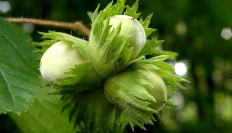 саженцы ореха лещины - <ro>Изображение</ro><ru>Изображение</ru> #1, <ru>Объявление</ru> #1660359