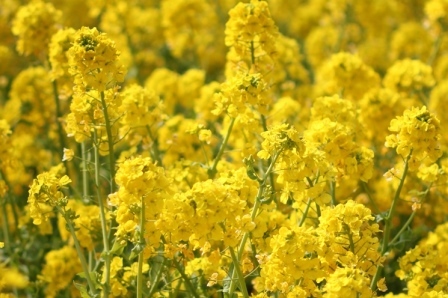 Посівний матеріал озимого ріпаку під Євро-лайтнінг   - <ro>Изображение</ro><ru>Изображение</ru> #1, <ru>Объявление</ru> #1660239