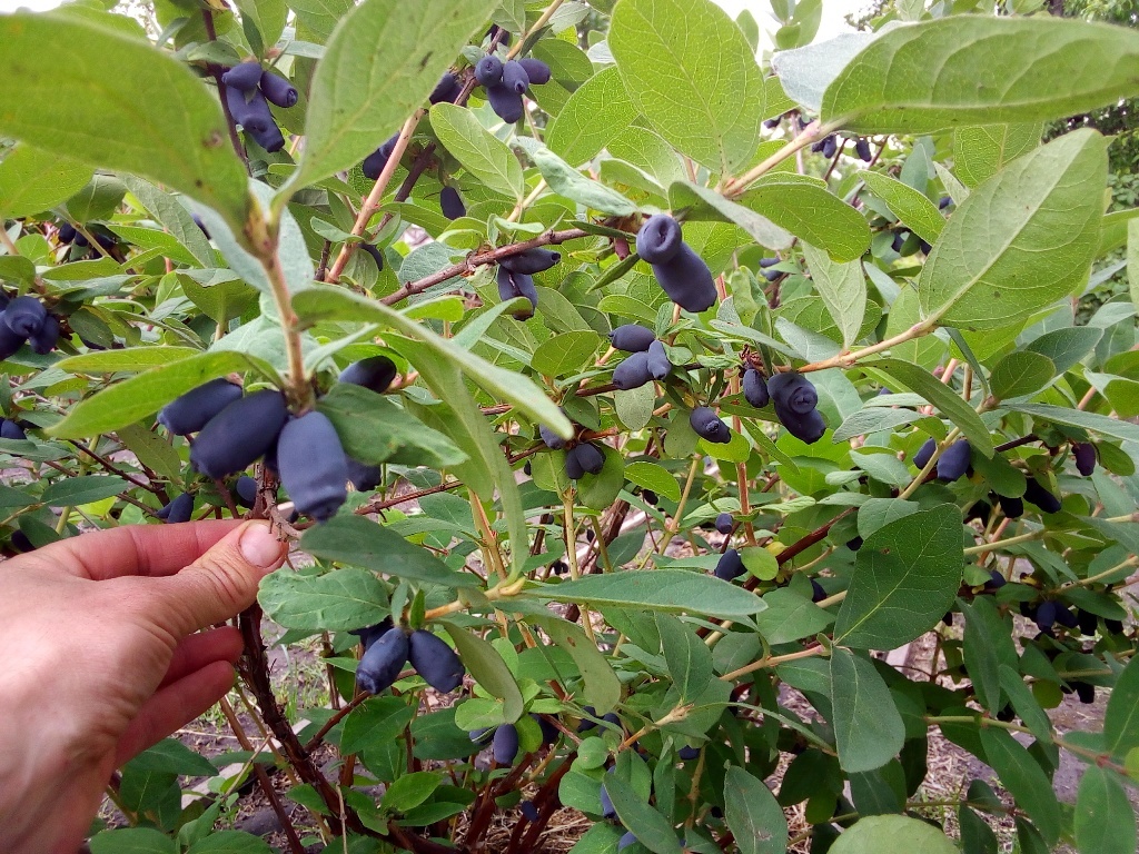 Саженцы жиммолости - <ro>Изображение</ro><ru>Изображение</ru> #1, <ru>Объявление</ru> #1686363