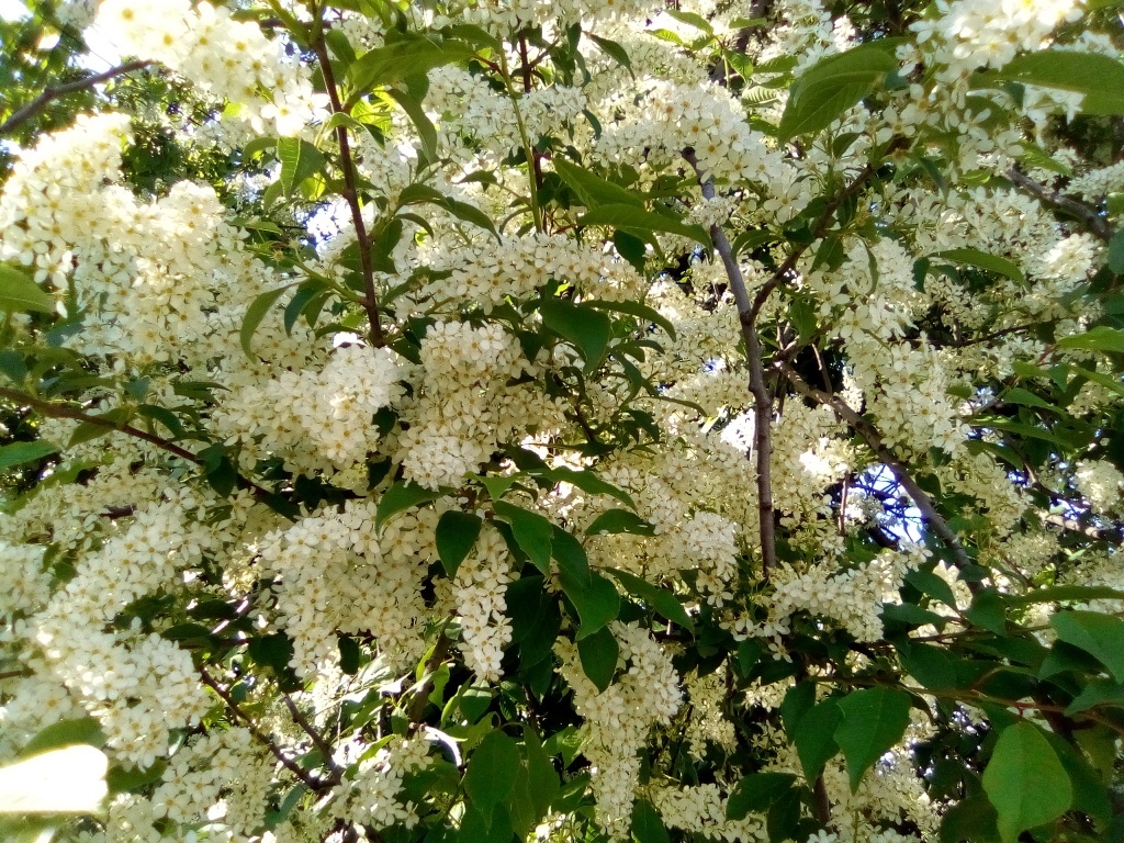 саженцы черёмухи - <ro>Изображение</ro><ru>Изображение</ru> #1, <ru>Объявление</ru> #1660361