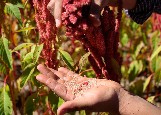 Посівний матеріал амаранту - <ro>Изображение</ro><ru>Изображение</ru> #1, <ru>Объявление</ru> #1724207