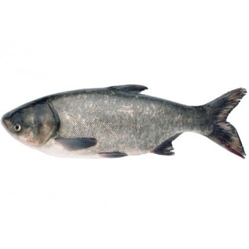 Продам живу рибу, Товстолобик т.0665060710 - <ro>Изображение</ro><ru>Изображение</ru> #1, <ru>Объявление</ru> #1732428