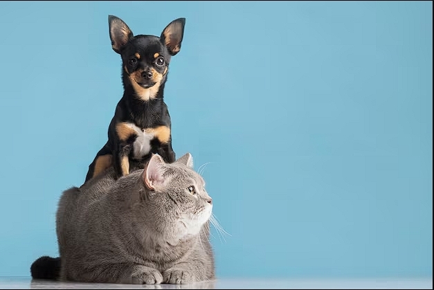 Перевозка собак и кошек из Украины в США и Канаду с Delivery Animal - <ro>Изображение</ro><ru>Изображение</ru> #1, <ru>Объявление</ru> #1748579