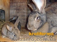 огромные кролики - <ro>Изображение</ro><ru>Изображение</ru> #2, <ru>Объявление</ru> #23504