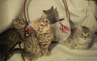 Британские Короткошерстные котята - <ro>Изображение</ro><ru>Изображение</ru> #2, <ru>Объявление</ru> #110502